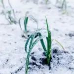 Leeks with layer of snow on them