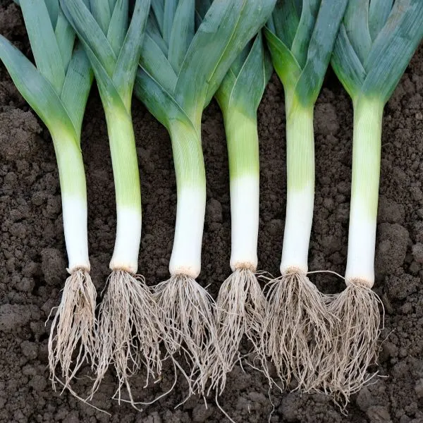Leeks with roots exposed