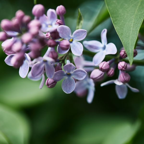 Lilac flower close-up.
