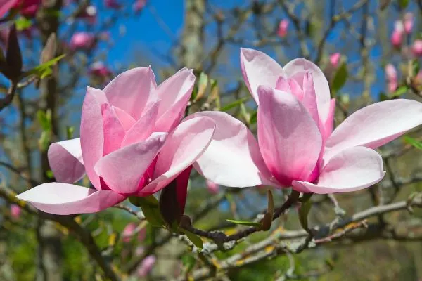 Magnolia flowers close-up.