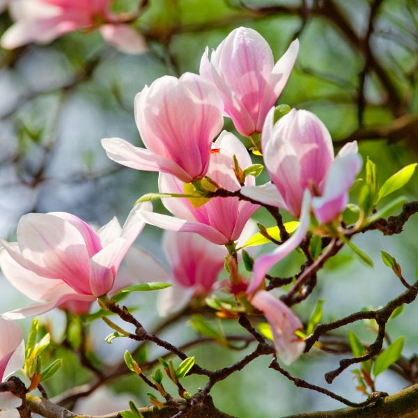 Magnolia flowers in bloom.