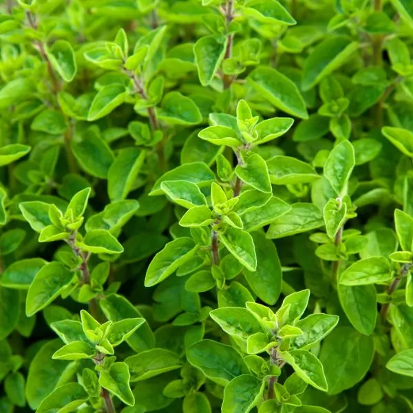 Marjoram close-up growing in the field.