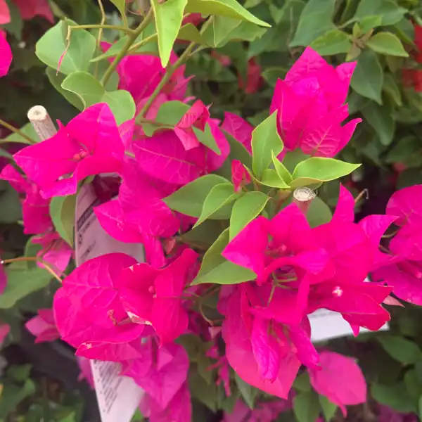 Miami Pink bougainvillea growing in a greenhouse.
