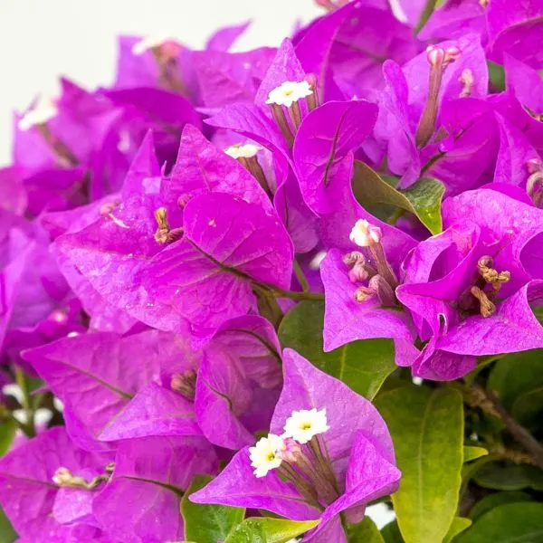 New River bougainvillea with large bush leaves in the background.