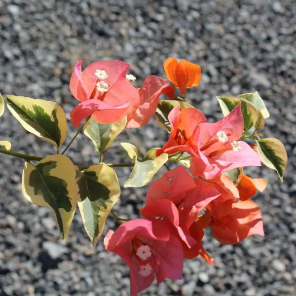 Orange Ice bougainvillea with soil in the background.