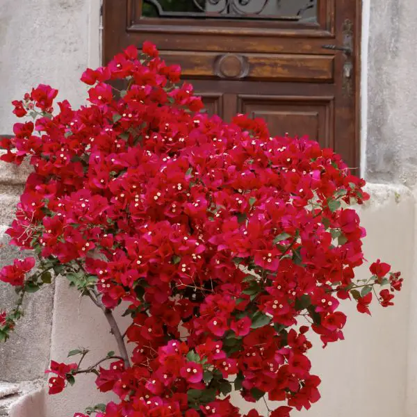 Paper Flower (bougainvillea glabra) on a house wall in St Florent