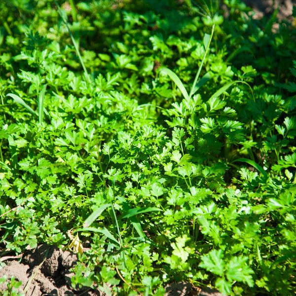 Parsley growing in the sun with some weeds mixed in