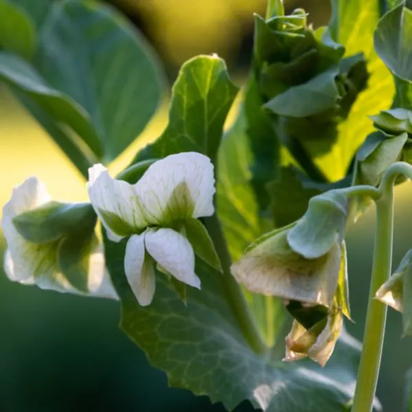 Pea plant with white flowers on it