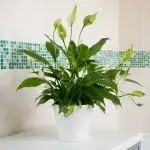 Peace lily sitting on table with green tile mosaic behind it