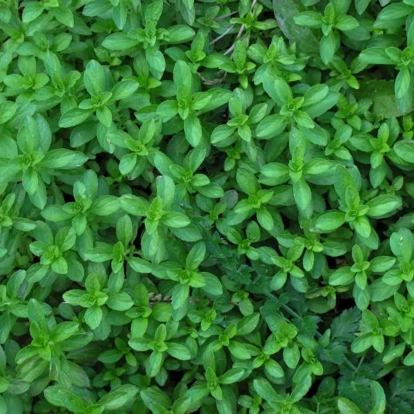 Pennyroyal plant close-up.