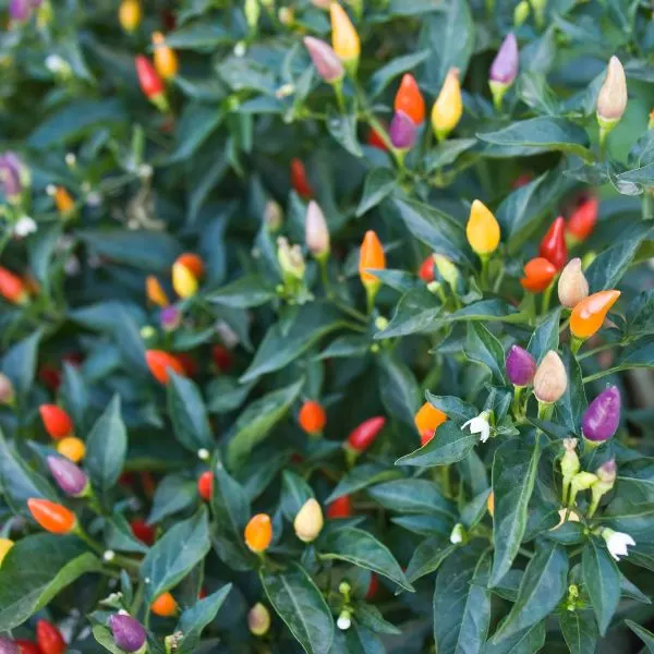 Peppers growing on plant (Capsicum annuum)