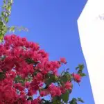 Pink Bougainvillea growing in Santorini Greece next to a white house