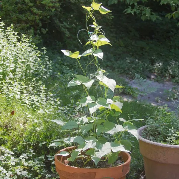Pole bean plant in clay pot climbing up wire