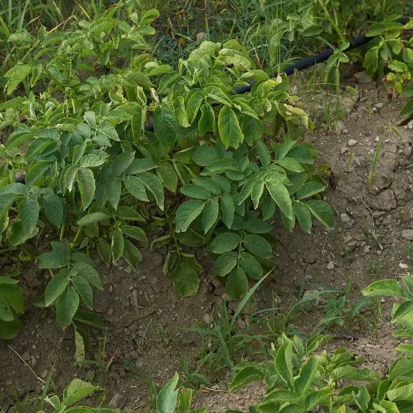 Potato plants in field (Solanum tuberosum)