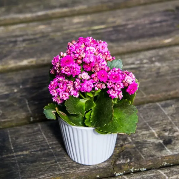 Potted mums sitting on a wooden deck