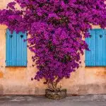 Purple Bougainvillea growing up the side of a house with blue shutters