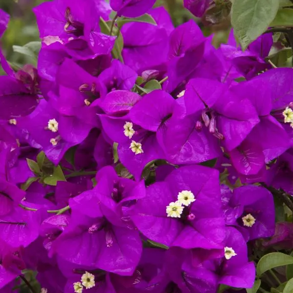 Purple Queen bougainvillea with green leaves in the background.