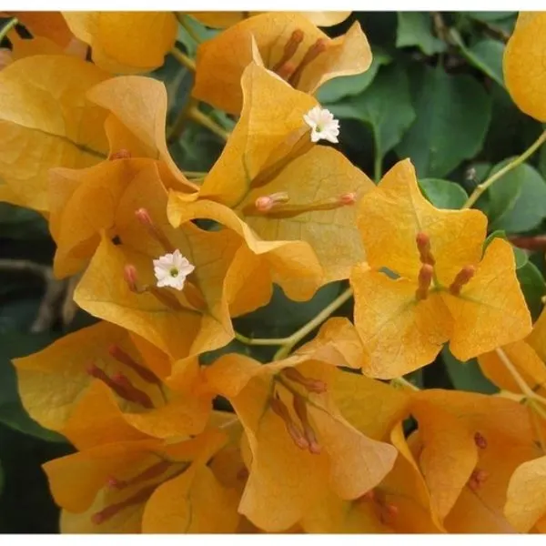 Rainbow Gold bougainvillea plant close-up.