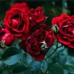 Red roses growing in a garden.
