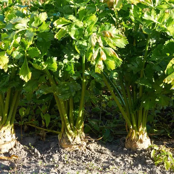 Root celery growing in field