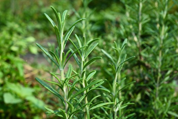 Rosemary growing in the field.