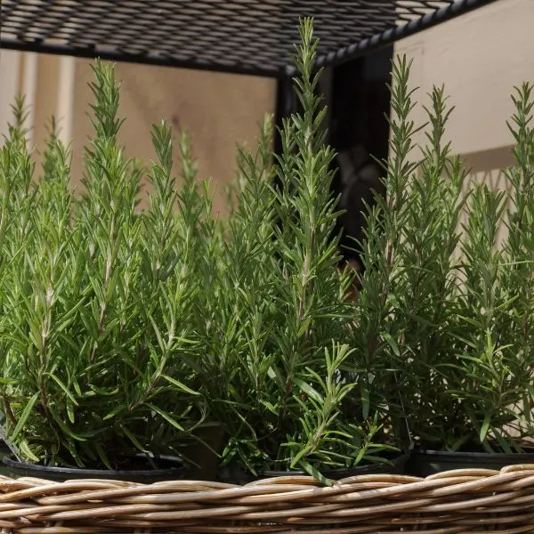 Rosemary plants growing in single pots on shelf in whicker basket
