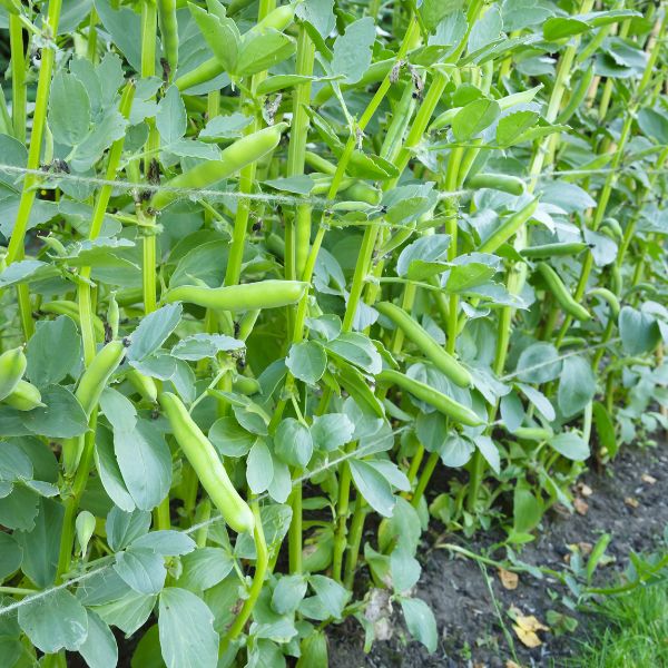 Row of Fava bean plants growing in field