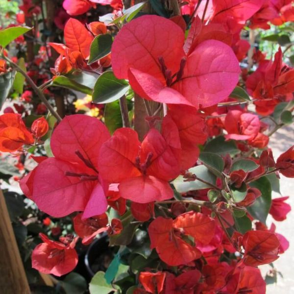 San Diego Red bougainvillea plant growing in a garden.