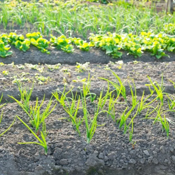 Scallions growing in a large garden