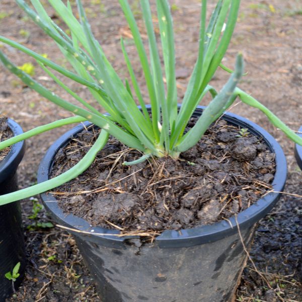 Shallot plant in a pot