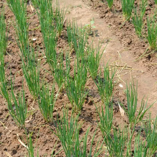 Shallots being cultivated in an organic garden