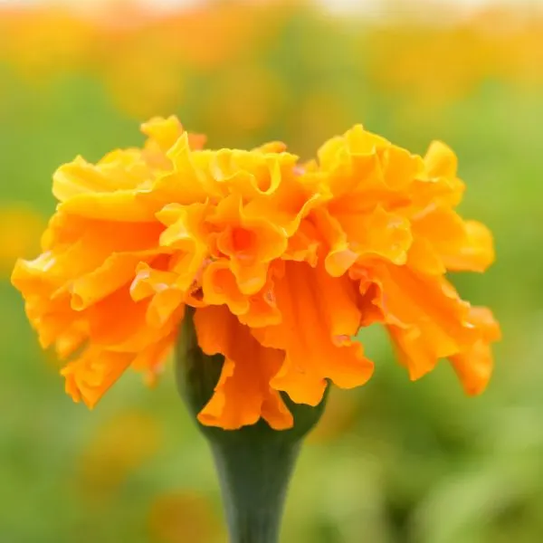 Single marigold flower (Tagetes spp) close up