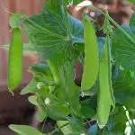 Snowpeas hanging from plant