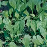 Spinach (Spinacia oleracea) growing in garden