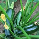 Squash plant growing in a garden.