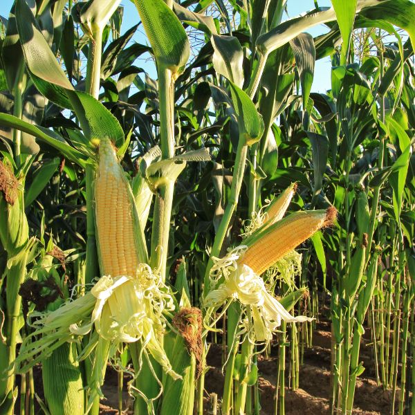 Sweet corn growing in the field.