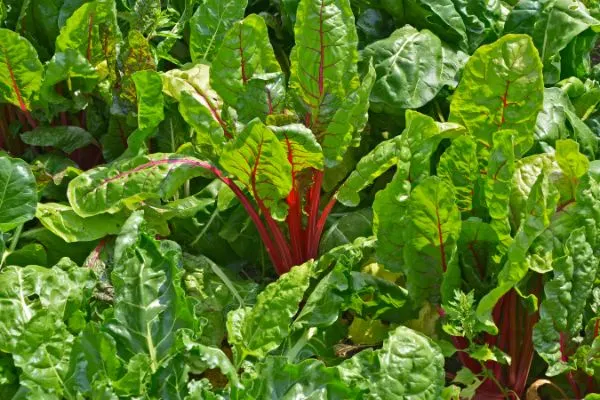 Swiss chard growing in the filed.
