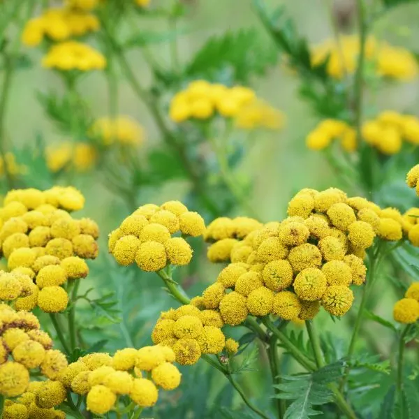 Tansy close-up growing in the field.
