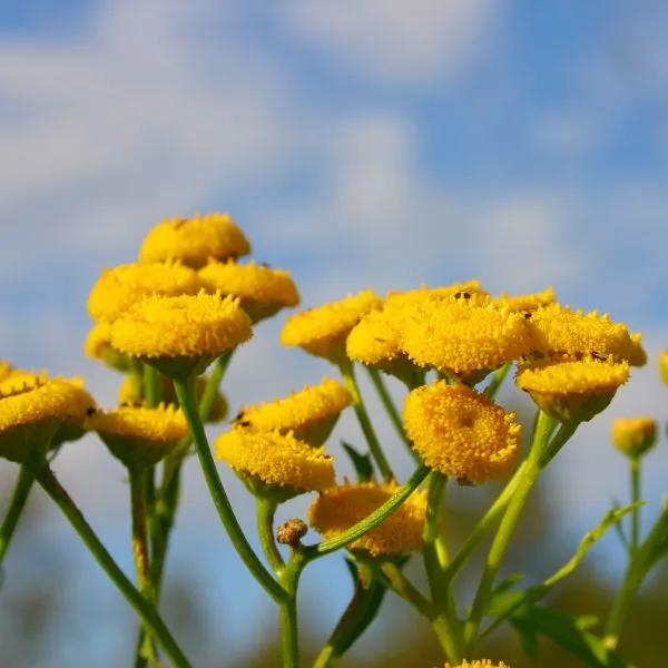 Tansy flowers close-up.