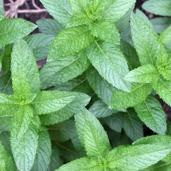 Top view of mint (Mentha piperita) plant
