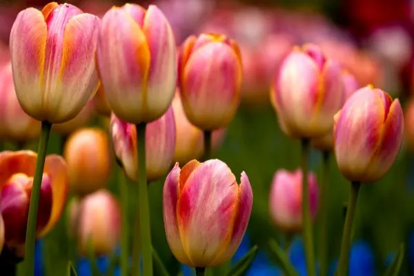 Tulips growing in a garden.