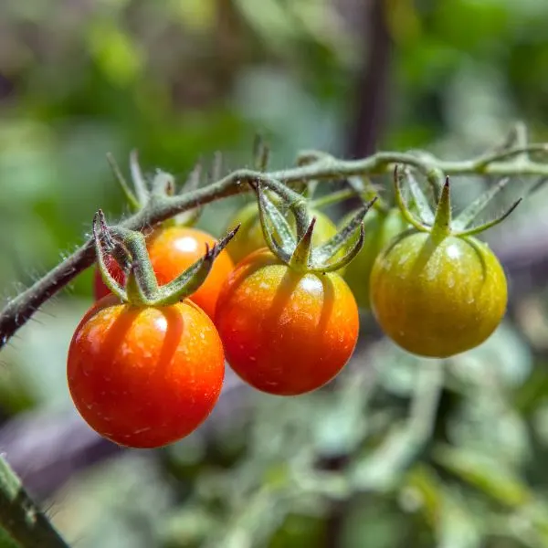 Vine of ripe and unripe cherry tomatoes