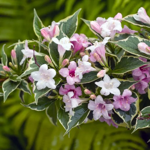 Weigela close-up with green leaves in the background.