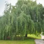 Willow tree growing in a park.
