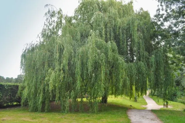 Willow tree growing in a park.