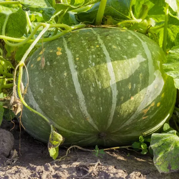 Winter squash growing in the field.