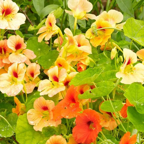 Yellow and orange Nasturtiums with water drops on them in garden