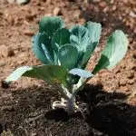 Young brussel sprout plant in garden