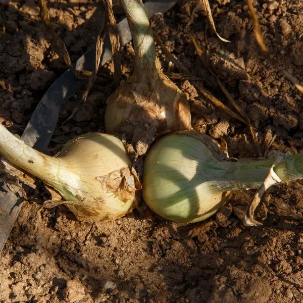 onions growing in ground about to be pulled out