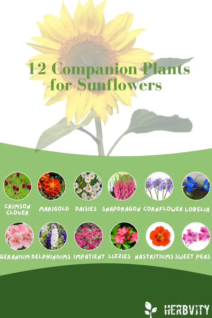 12 Companion Plants for Sunflowers infographic